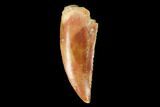 Serrated, Raptor Tooth - Real Dinosaur Tooth #159011-1